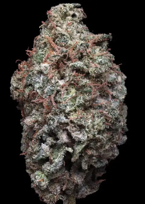 ZourGum