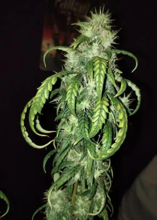 Sour D GPP F2