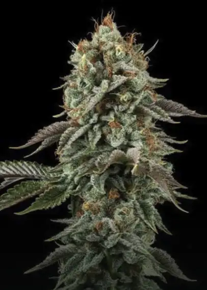 Sour Diesel