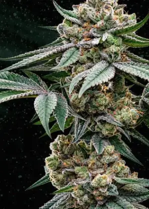Sour Grapez Auto