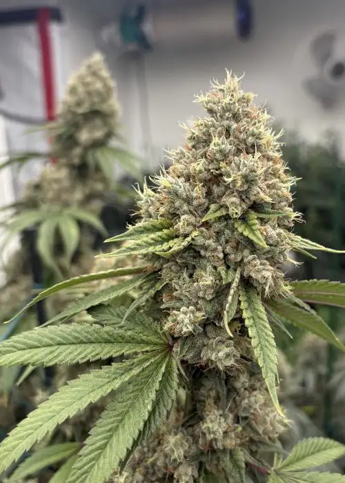 285 OG