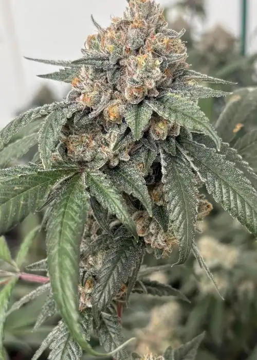 East Coast Sour Kush