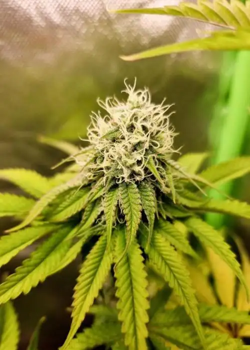 Herijuana
