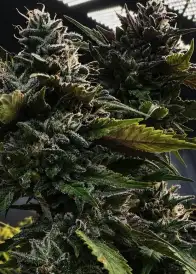 Kush Berry Skunk