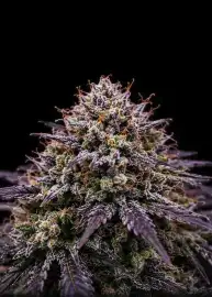 Purple Dragon Skunk