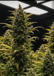 Shivvy Skunk