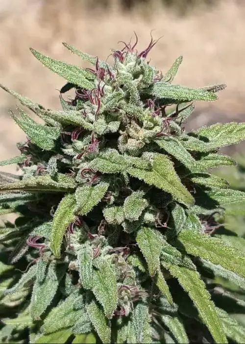 Durban Starburst Regular