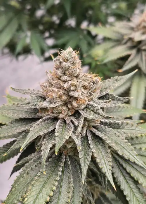 Grape Melon Burst