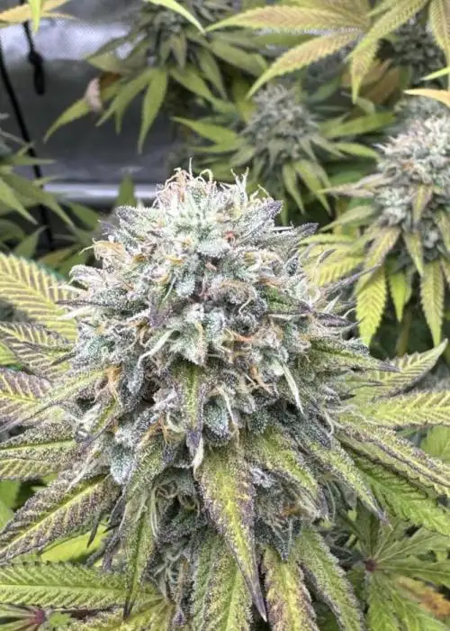 Star Killer x Grape Soda