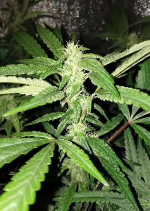 Star Killer x Grape Soda
