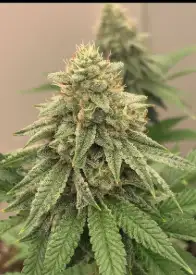 GG4 x Red Pop