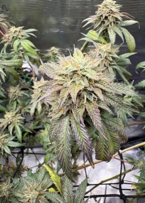 Coconut Cloud