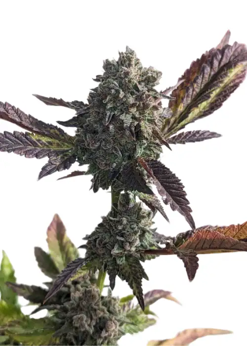 Grandaddy Purps