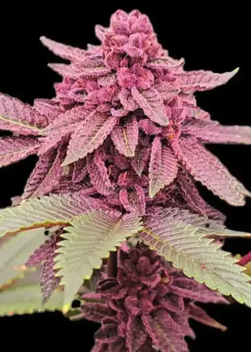 Tropicana Cherry #11 S1