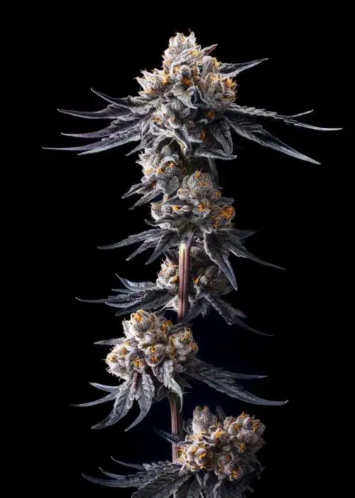 Lemon Tree x Lazer Gun