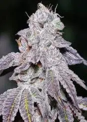 Kush Mints