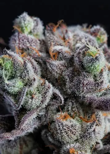 Blackberry Moonrocks