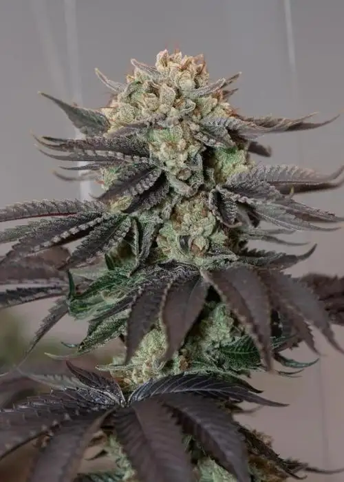 Headband Regular