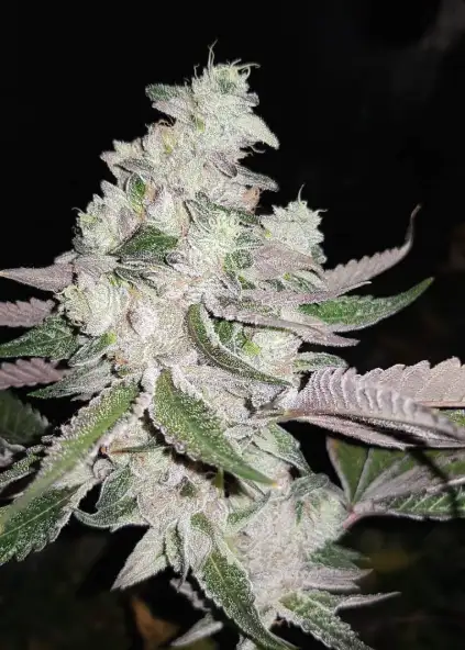 Wintergreen OG