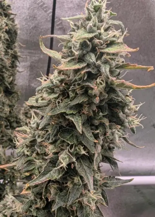 Sour Diesel IBL