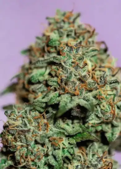 Grape Gasoline