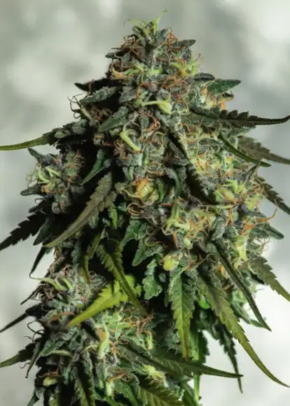 Moon Cheese Auto
