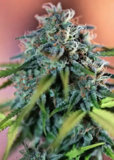 Pineapple Coconut Auto