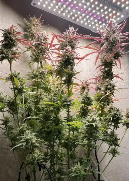 Voyager F1 Auto