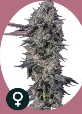 Tropicana Cherry