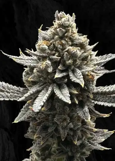 Papaya Dragon Auto