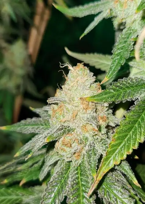 Cherry Punch