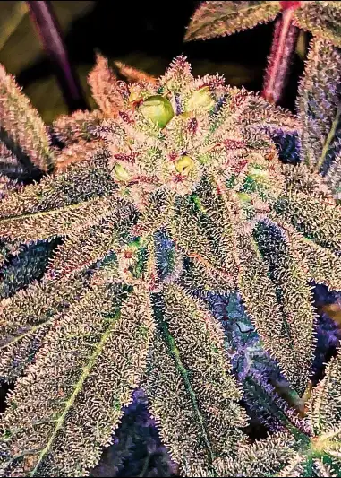 Grape Gasoline #10 S1