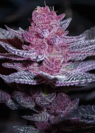 Pink Diamond S1