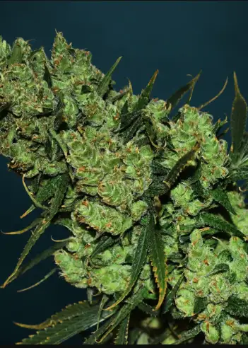 Oldman’s Silver Haze ’98
