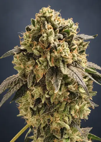Blue Grape Fuel
