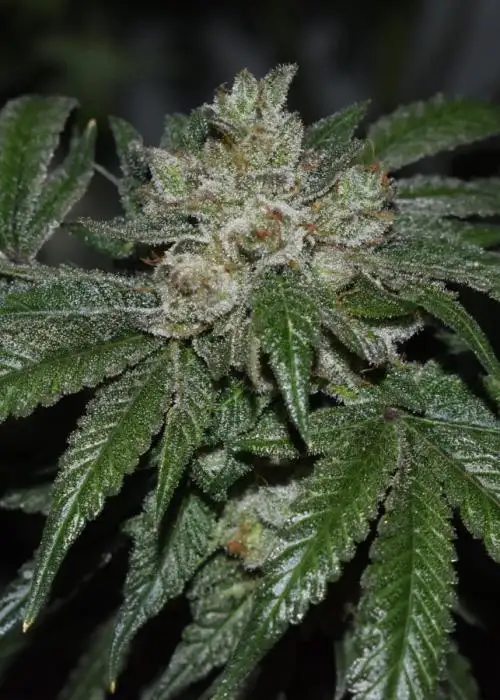 Old Red Sour
