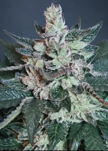 OSG Cheese