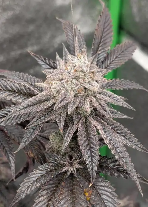 Blueberry Spider
