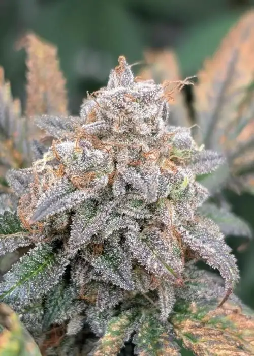Blue Dream