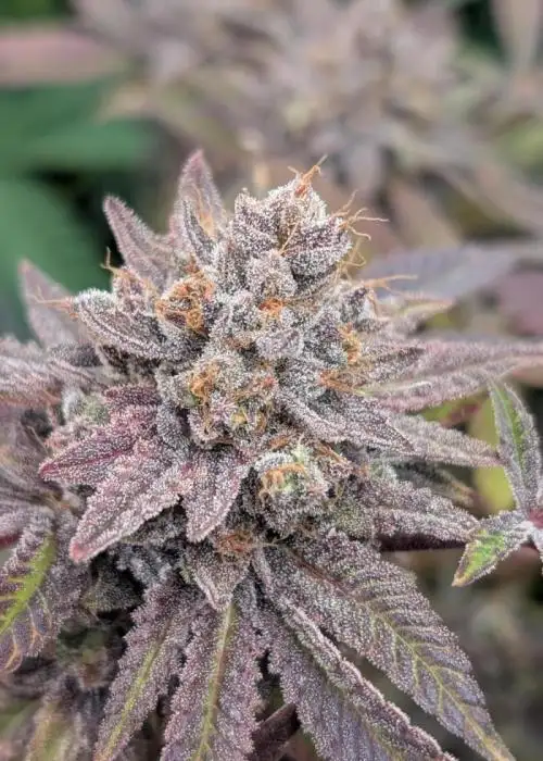 Perfect Circle x Northern Lights
