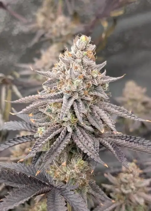 Zebra Cake x Zkittlez