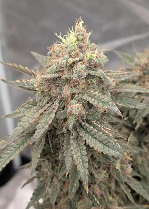 Freakshow x Lemon