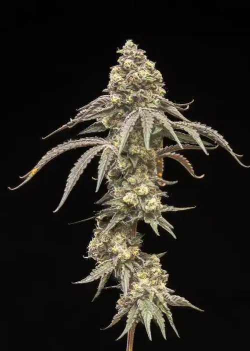 Creamy Kush Gas
