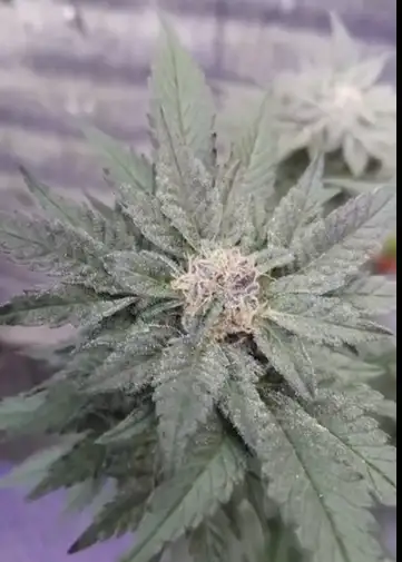 Tropicana Cookies