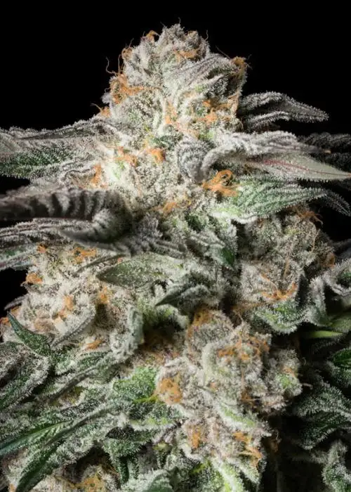 Mint Candy