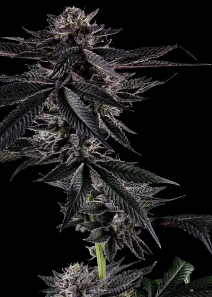 Gelato Auto OG