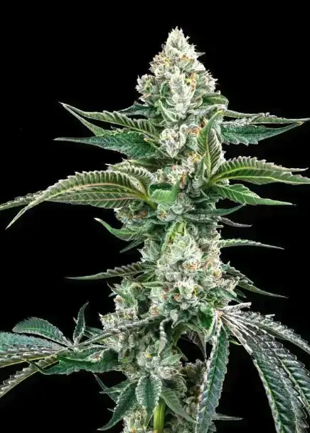 OG Kush Auto F4 IBL