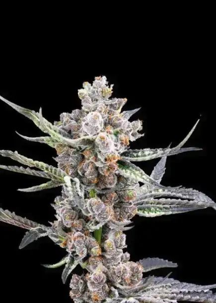 Black Gelato Auto
