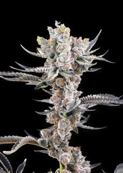 Gelato Chem Auto
