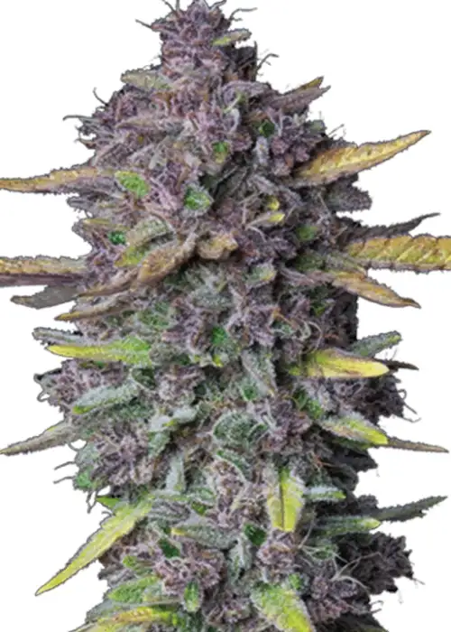 Indigo Fruit Punch Auto